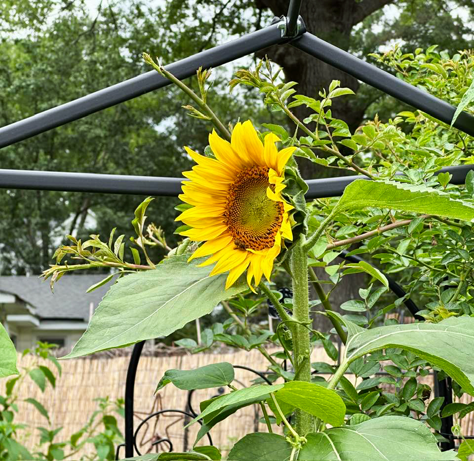 A sunflower is shown in the foreground of a garden.