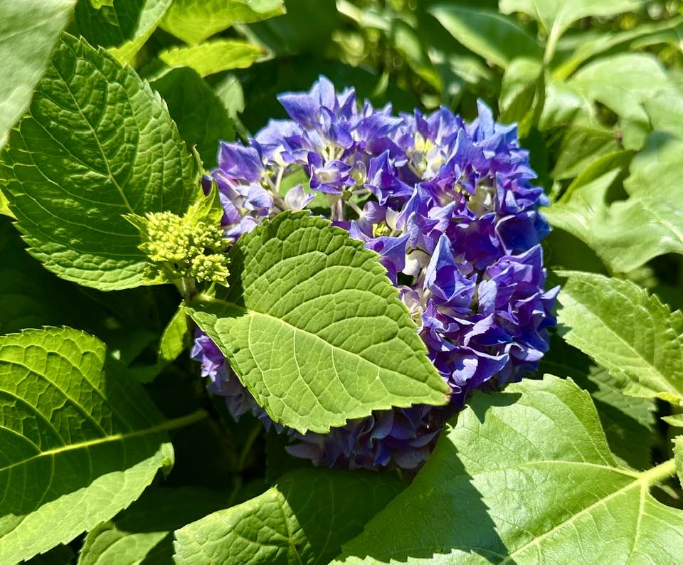A close up of some purple flowers with green leaves