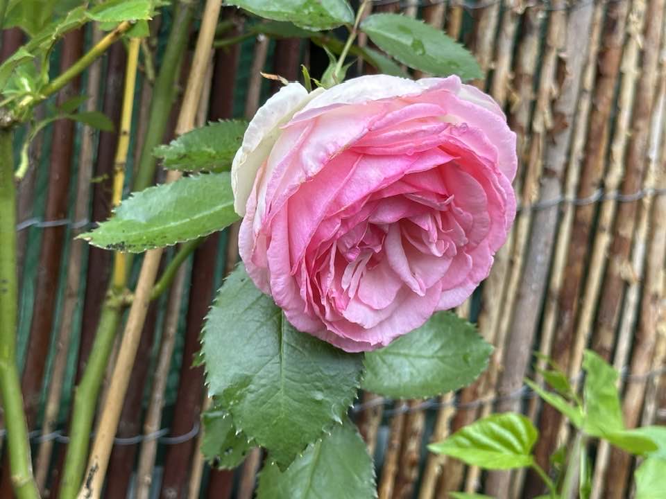 A pink rose with leaves on the stems.