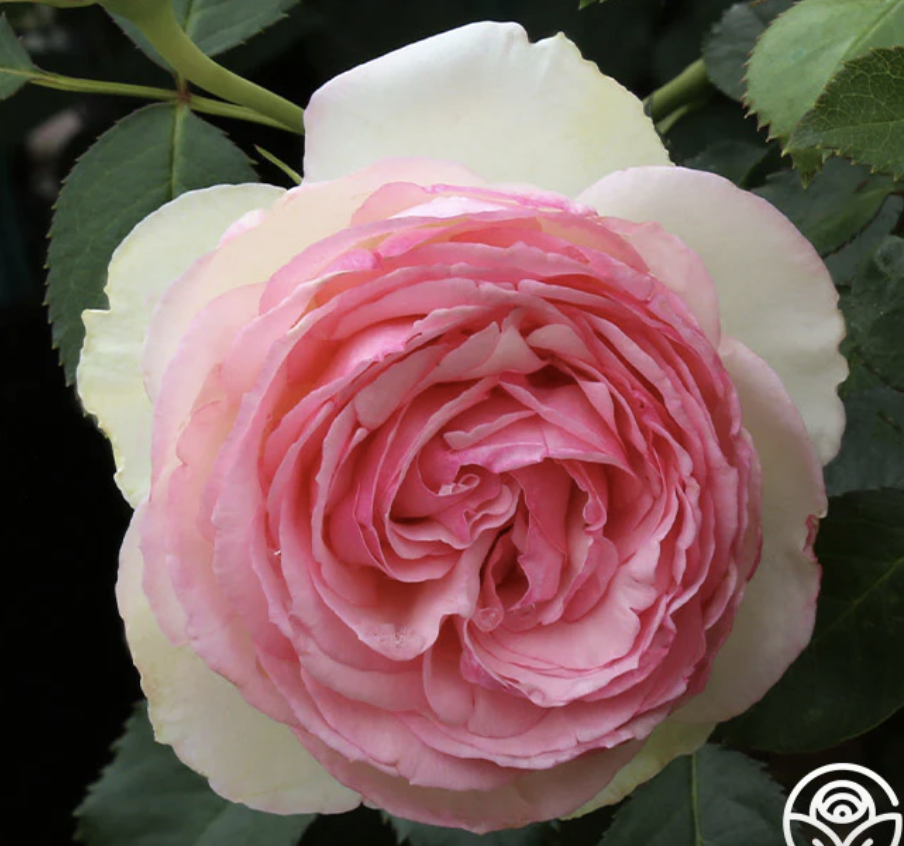 A pink rose with green leaves in the background.